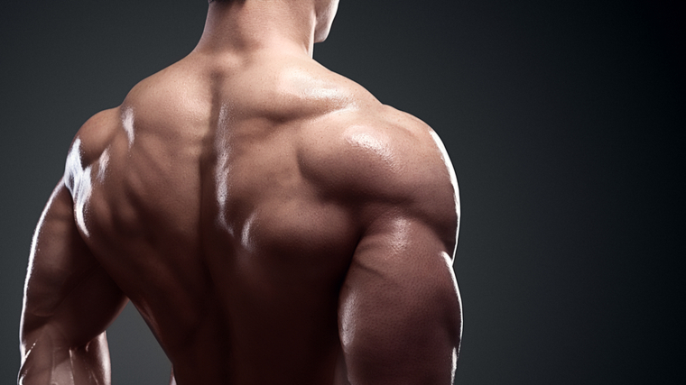 muscular traps and back