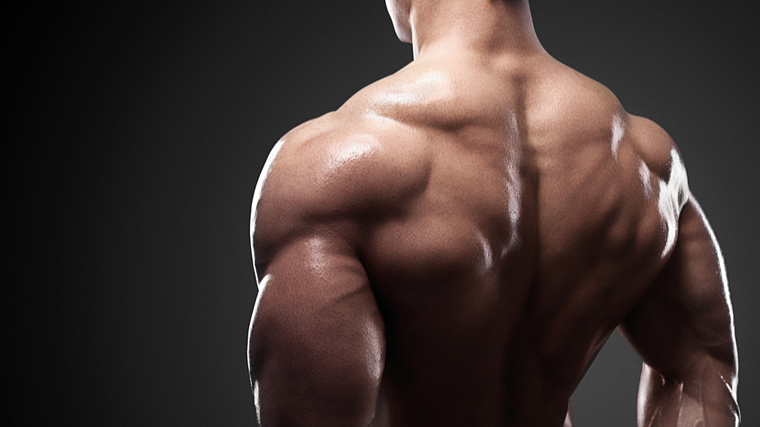 muscular upper back