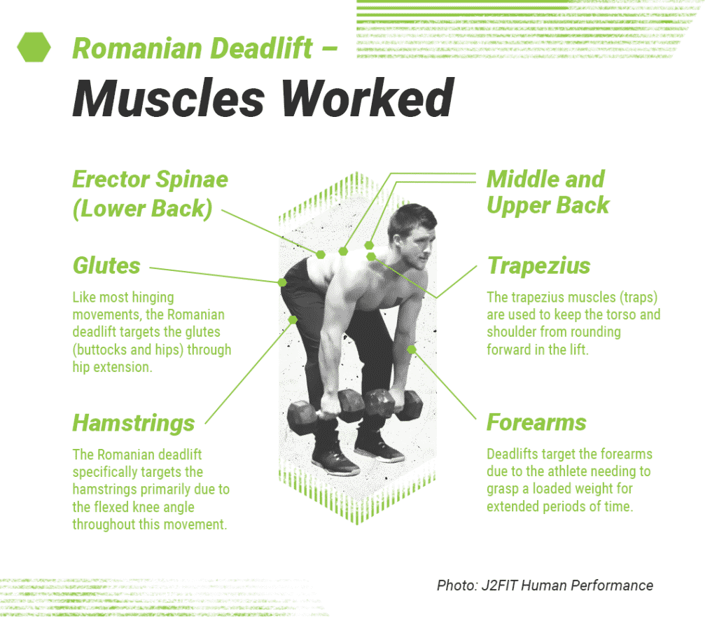 Muscles used in the Romanian Deadlift or RDL