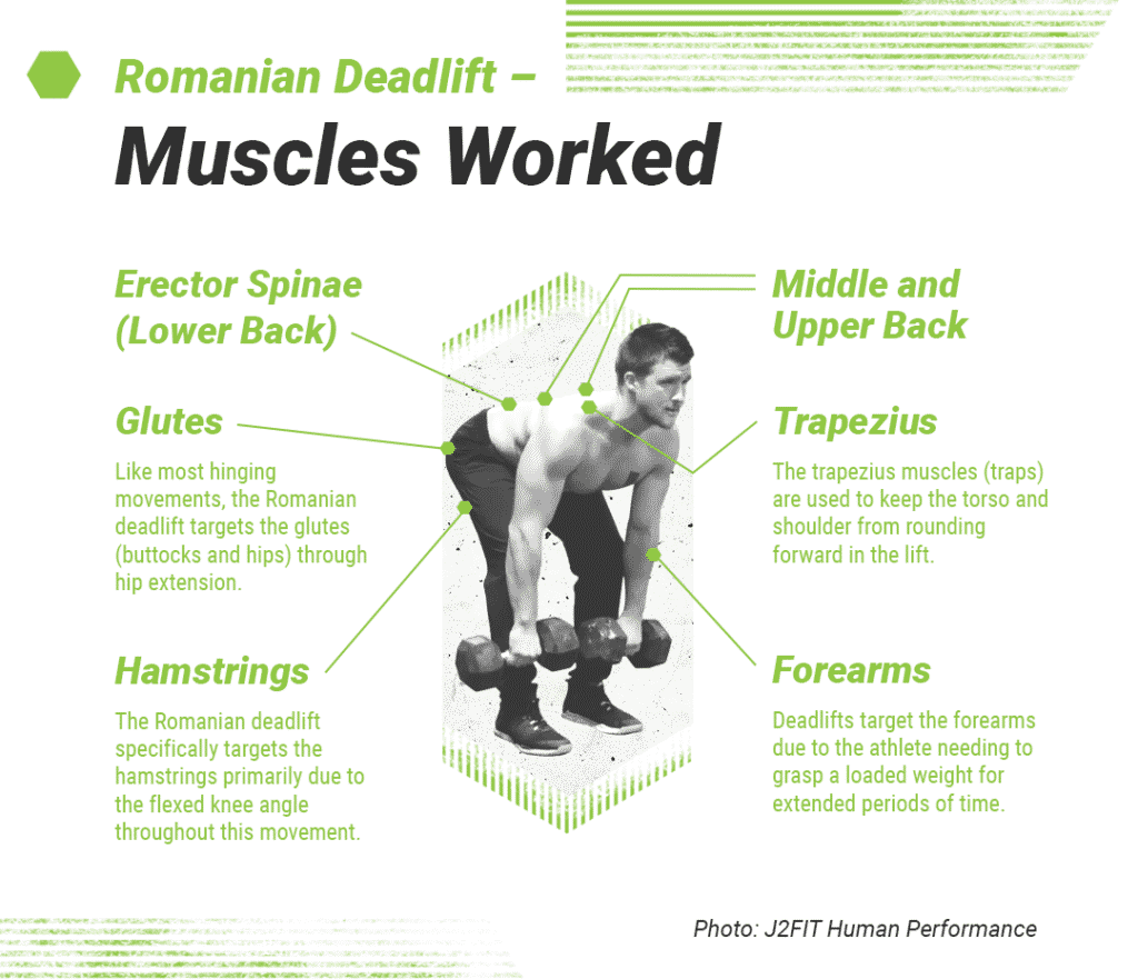 Weight Lifting Muscle Groups Chart