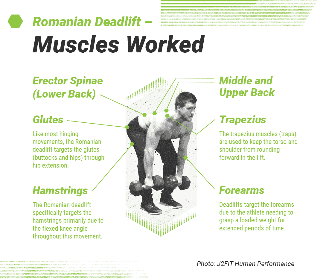 Romanian Deadlift Form Muscles Worked And How To Guide