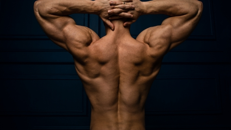 Back muscles