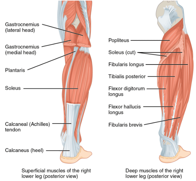 How to Stretch and Strengthen the Calf Muscles (Gastrocnemius and Soleus  Muscles) 