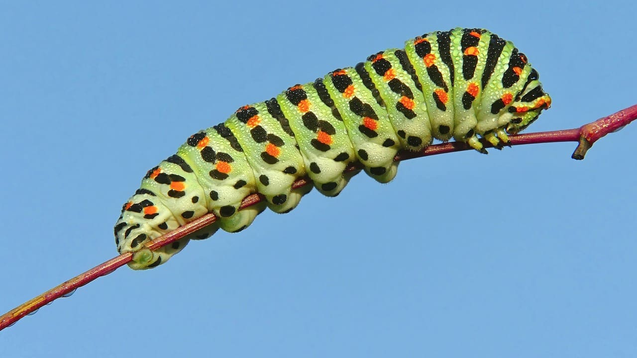 caterpillar on twig
