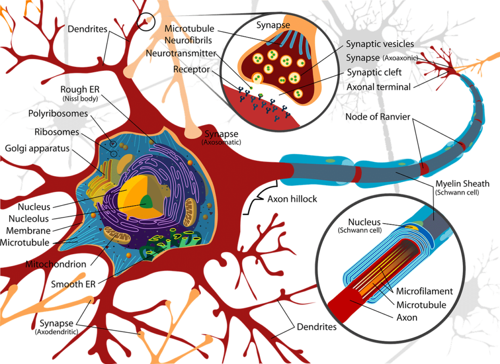 Nervous System 