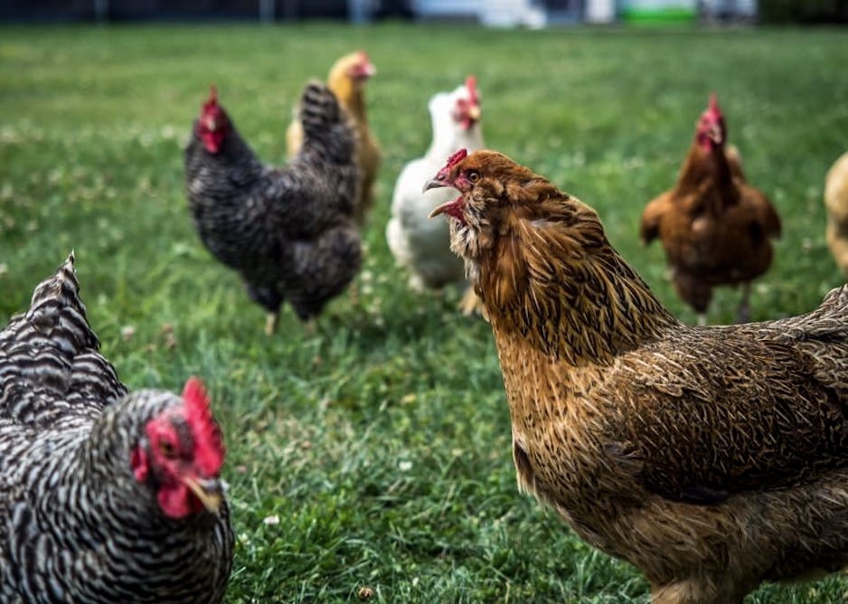 Chickens in a field