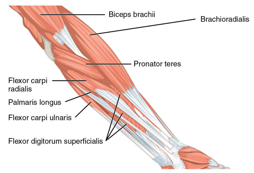 Forearm Muscles and Grip Training