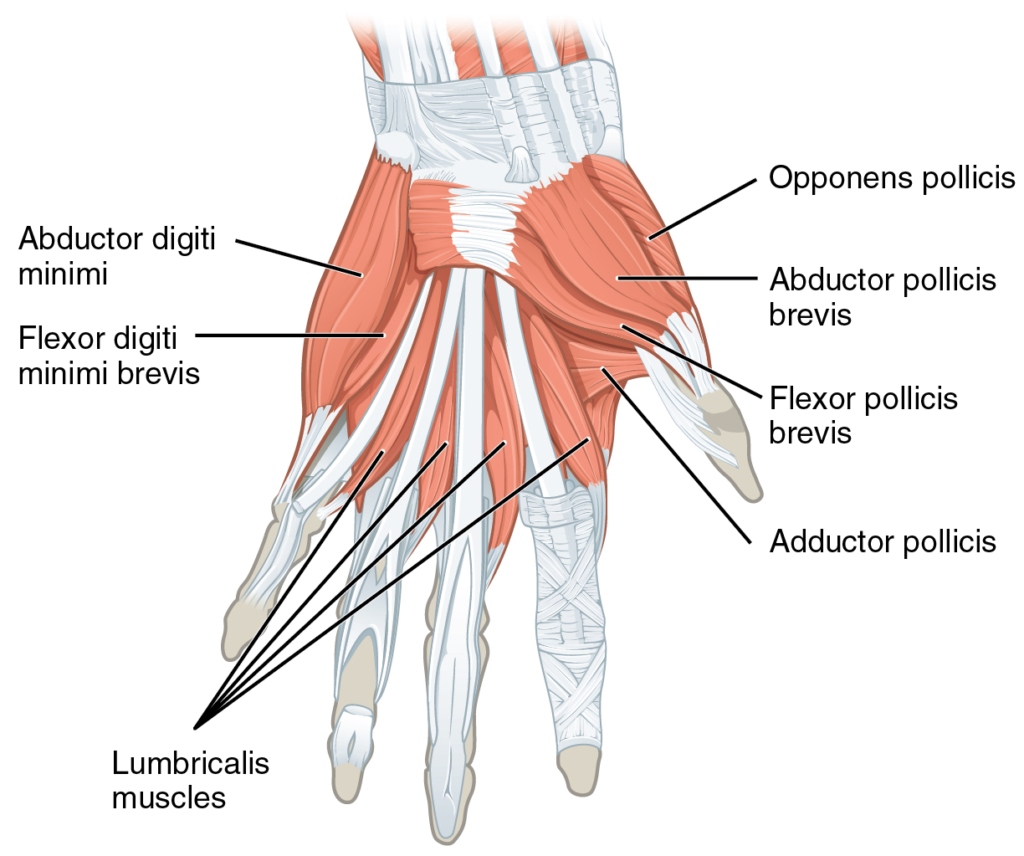 Grip Training and Hand Muscles