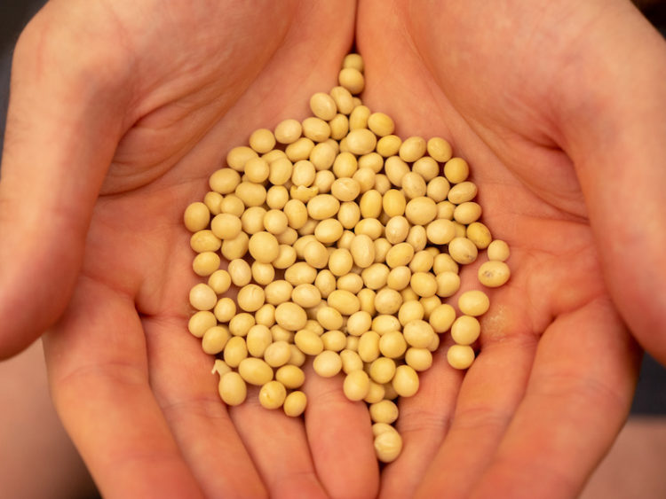 Does Soy Lower Testosterone? What Athletes Need to Know BarBend