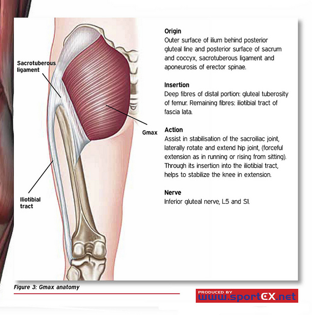 Glute Max Anatomy