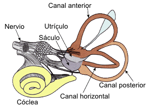 VestibularSystem