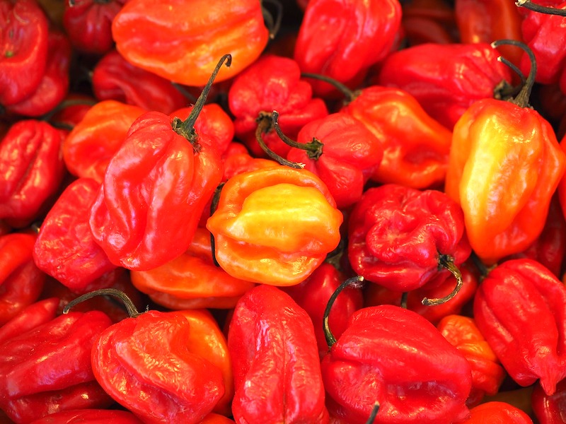 habaneros