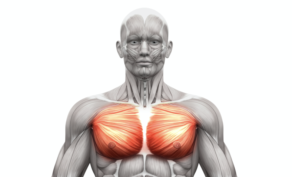 Chest Muscles Anatomy Chest Muscle Anatomy Diagram Frontal View ...