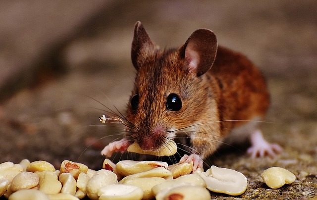 mouse eating peanuts