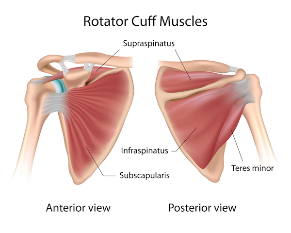 rotator cuff