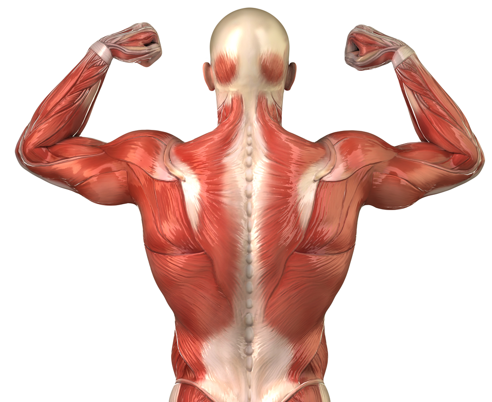 Músculos de la espalda