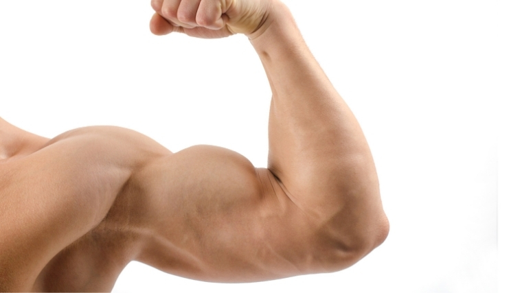 flexed biceps muscle