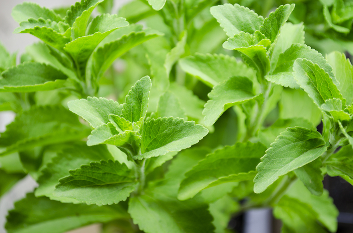 stevia leaf