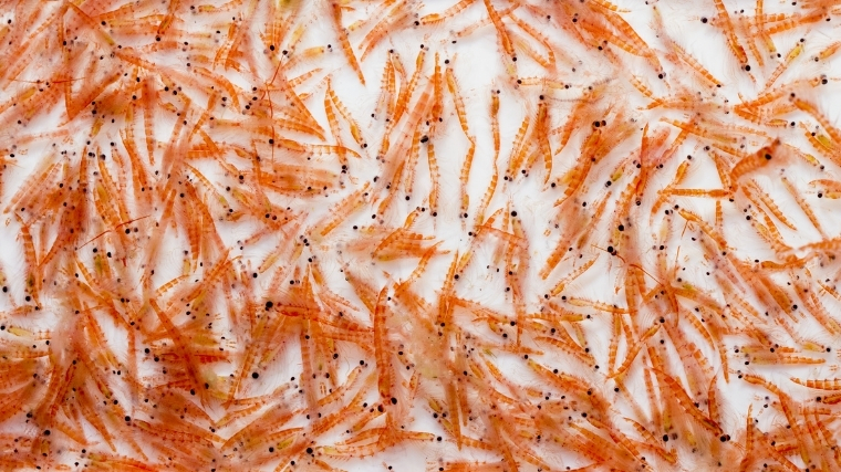 Antarctic Krill