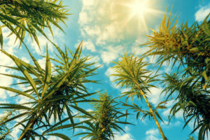 cannabis