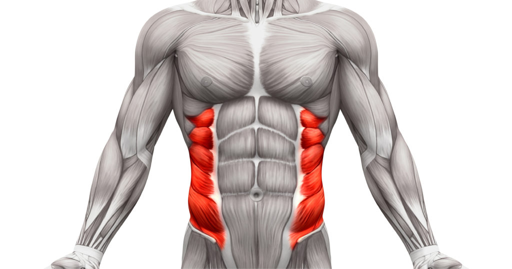 Oblique Muscles