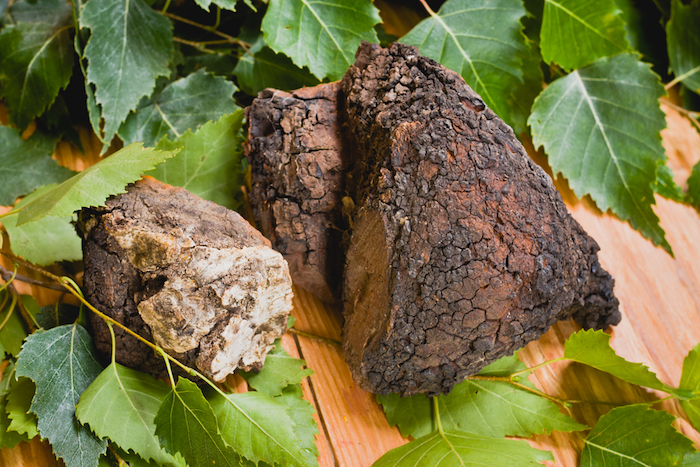 chaga