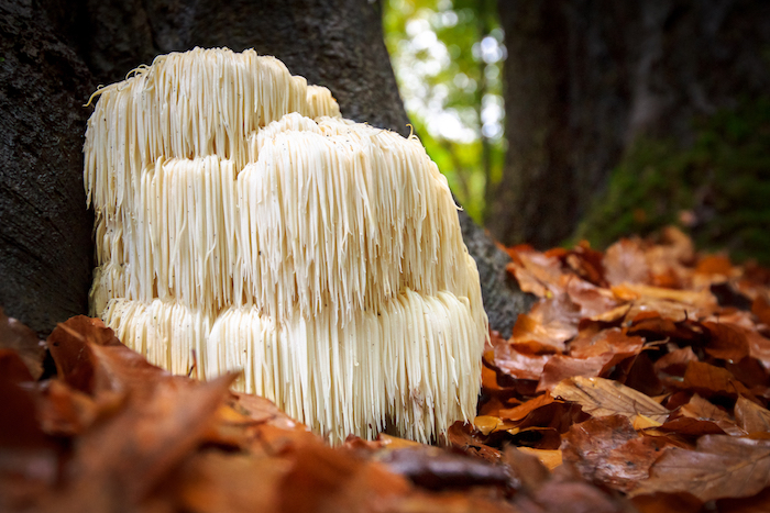 lions mane