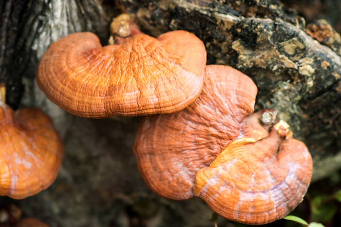 reishi