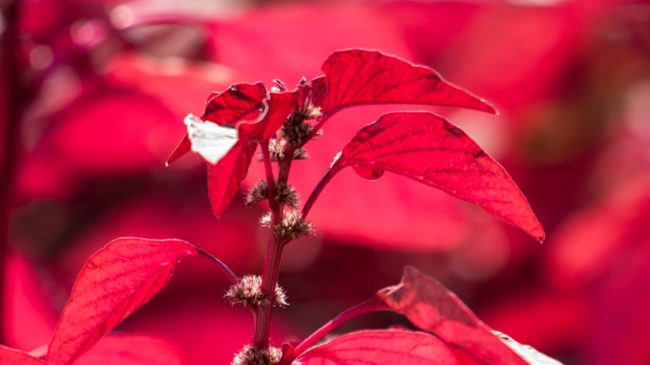 red spinach
