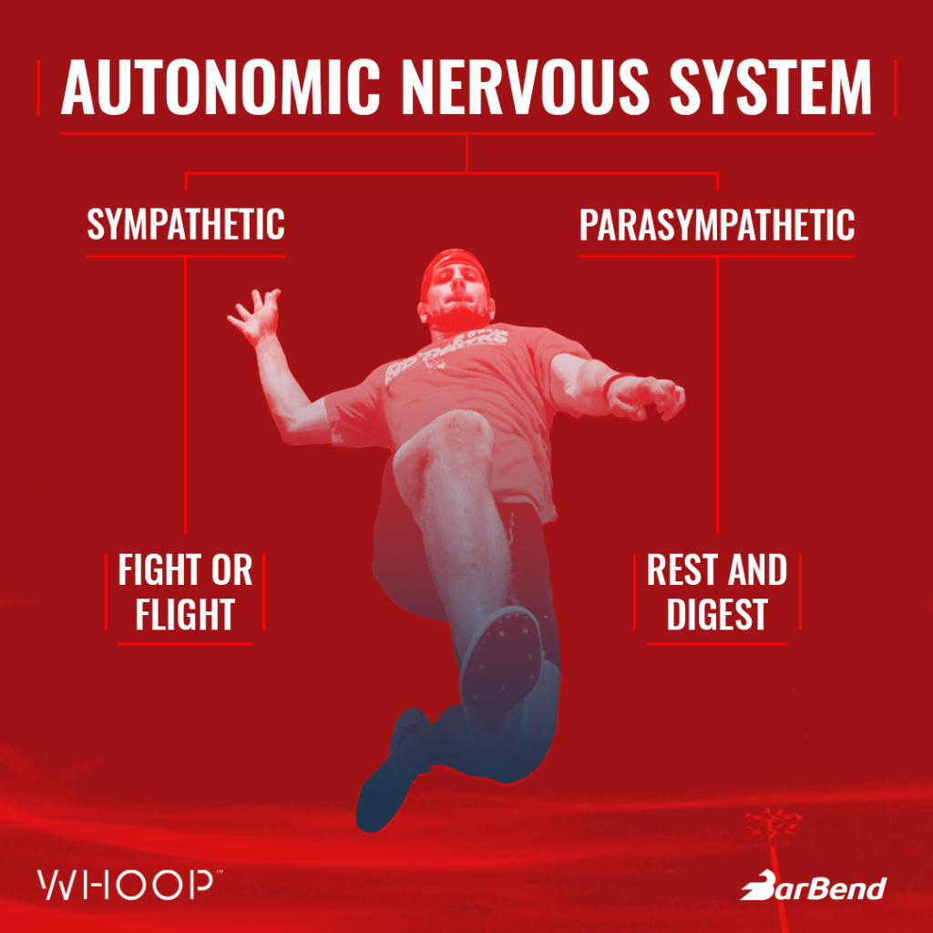 Autonomic Nervous System