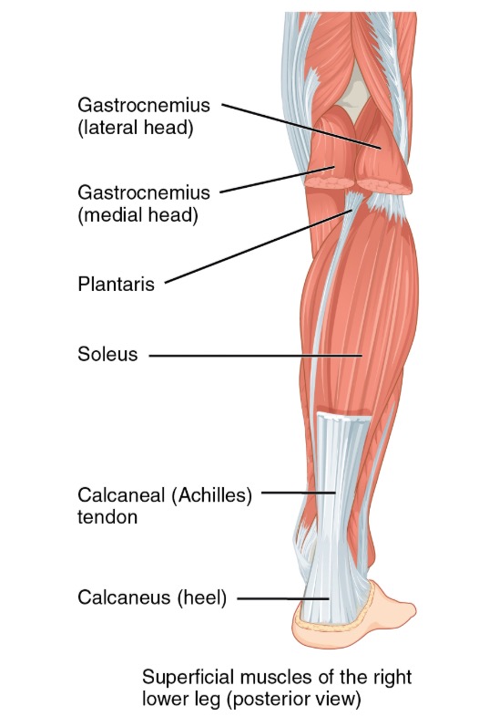 How to grow calf muscles online fast