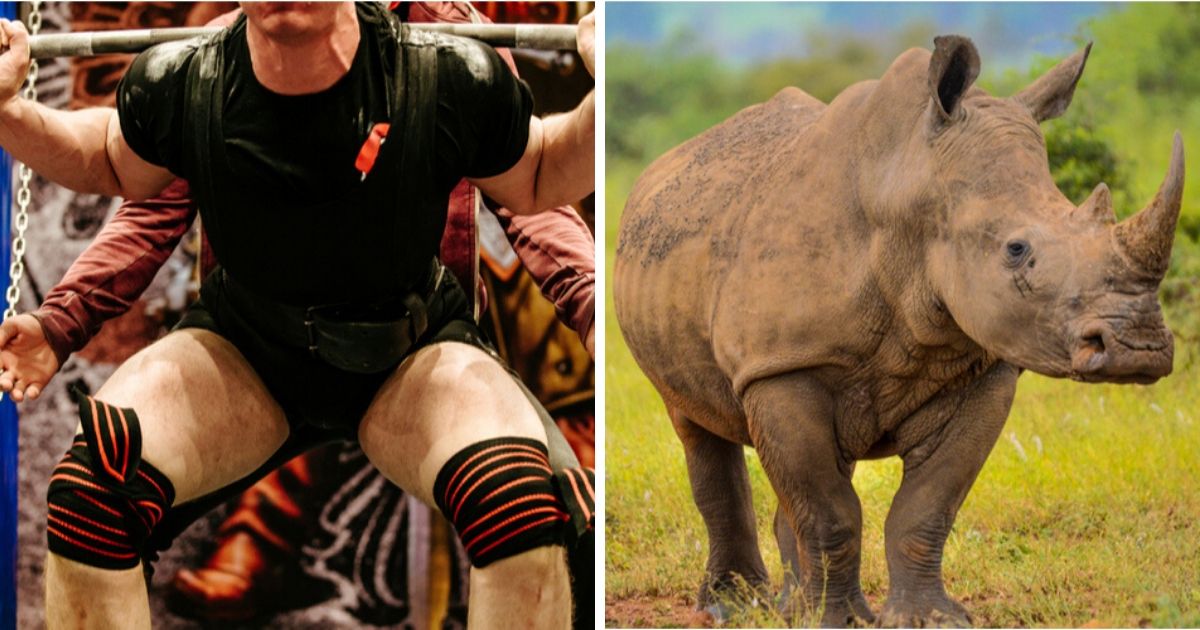 Muscle Fiber Found In Elite Powerlifter Is 22 Larger Than a Rhino's