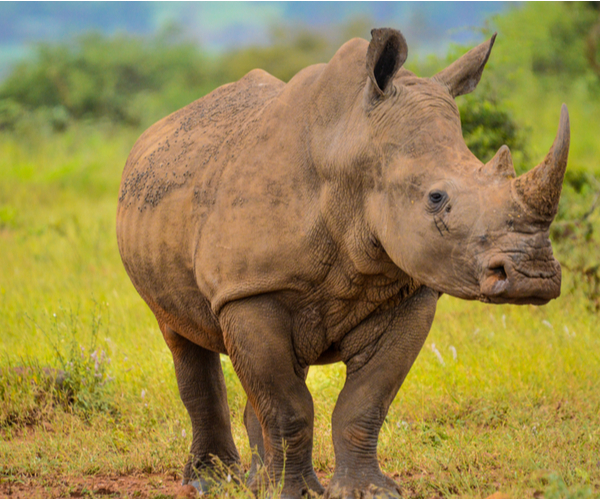 Rhino Muscle Fiber