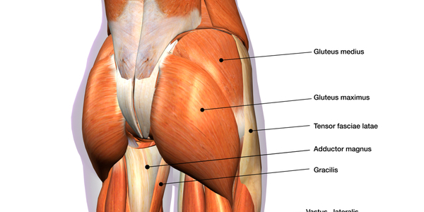 Glutes Anatomy