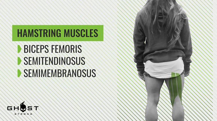 Hamstrings Muscles Group