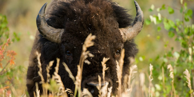 bison