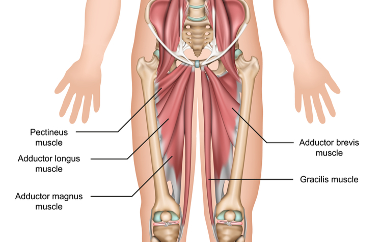 Adductor Muscles