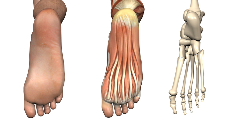 Foot Muscles