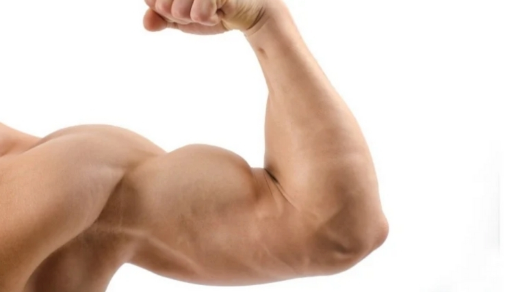 Flexed Biceps Muscle