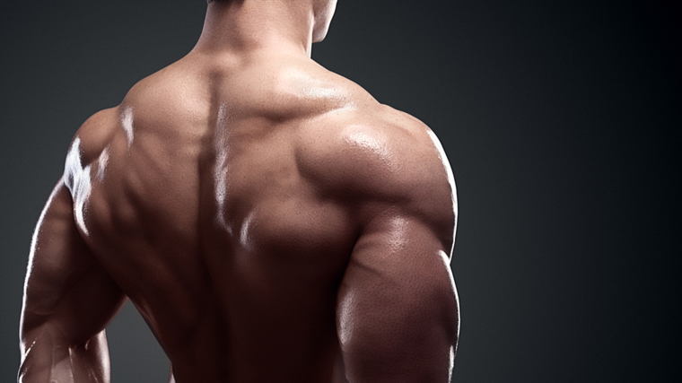 Muscle building back discount exercises