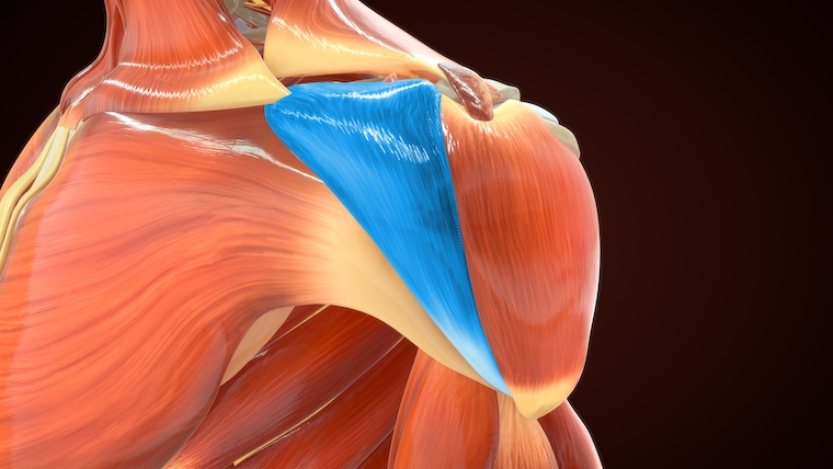 Anterior Delt