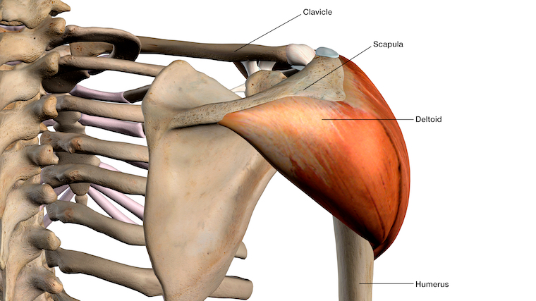 Female Chest Muscles With Labels By Hank Grebe