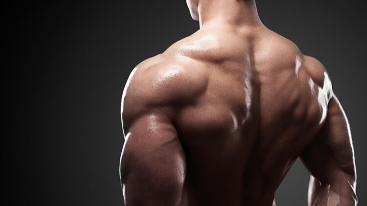 The Big Guide to Muscle Hypertrophy | BarBend