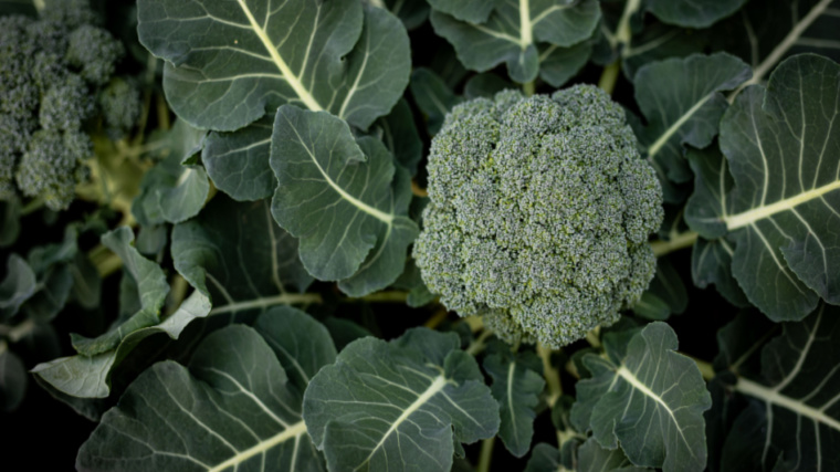 A broccoli plant sits open with a head of broccoli surrounded by its leaves.