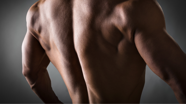Spotlight on the back muscles or lats