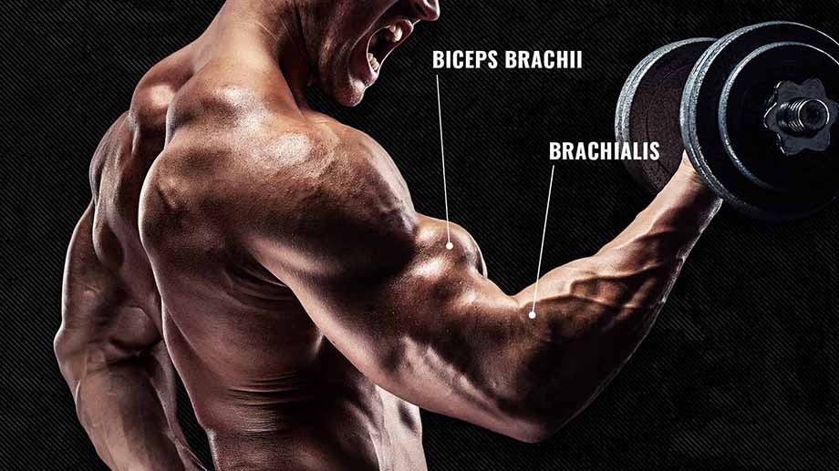 The anatomy of the biceps: biceps brachii and brachialis.