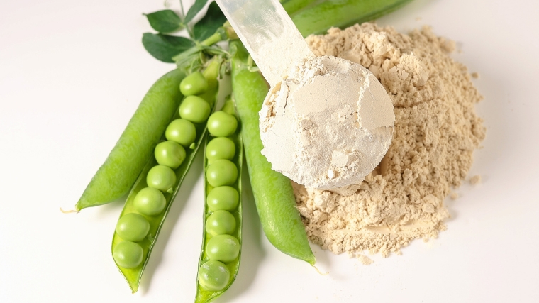 Pea protein powder in a scoop