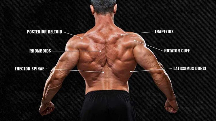 The Anatomy of Your Back Muscles, Explained (and How to Train Them ... Biology Diagrams