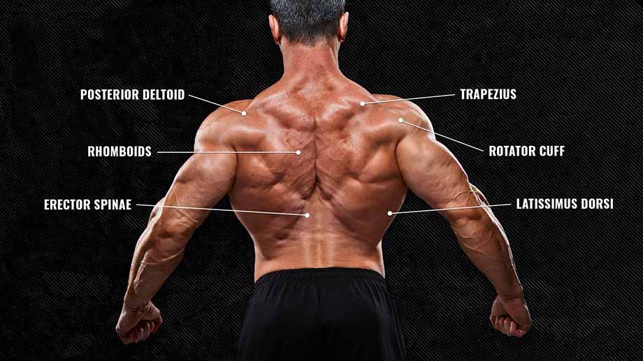 anatomy of the back