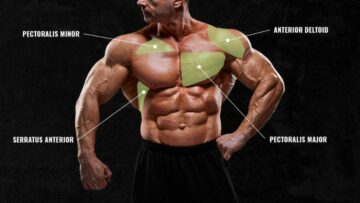 Finally Understand Your Chest Arm Muscles Easy Anatomy Guide - xvrozv3